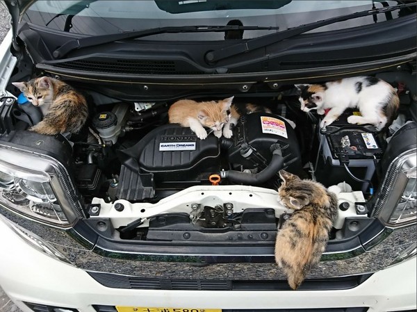 五隻小貓躲引擎蓋。（圖／翻攝自推特@raika_193）