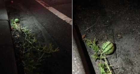 網友捕捉日本馬路邊的迷你西瓜。（圖／翻攝自Twitter 和人‏ @kzt9264）