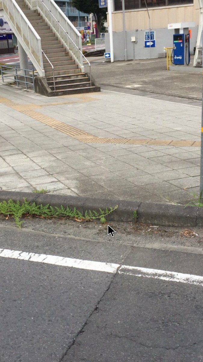 ▲▼日本網友發現路邊有西瓜。（圖／翻攝自推特，DC__8787）