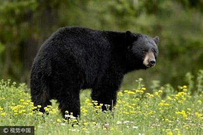 陸孕婦遭黑熊咬住頭 裝死逃過一劫