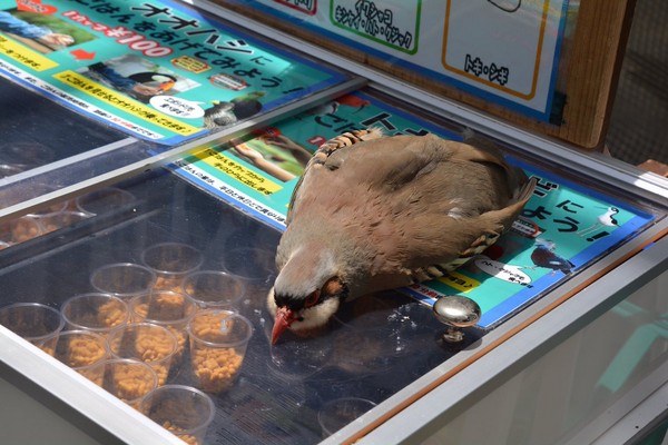躺在飼料櫃上，等人買飯給牠們吃的石雞。（圖／翻攝自推特@FushimiAka。）