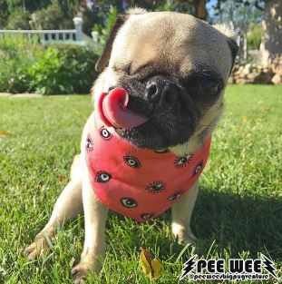 巴哥犬Pee Wee「眨眼」模樣，其實是幼時的手術痕跡。（圖／翻攝自Instagram／peeweesbigpugventure）