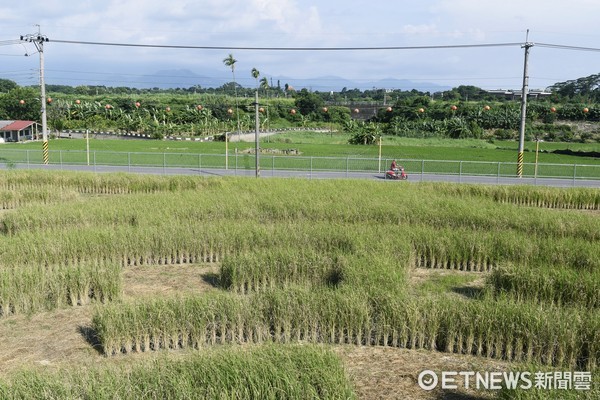 ▲台南稻田迷宮。（圖／記者陳涵茵攝）