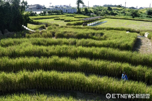 ▲台南稻田迷宮。（圖／記者陳涵茵攝）