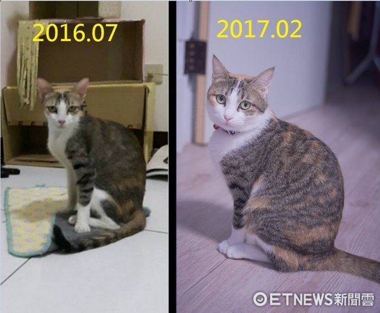 貓咪Uni被主人打扮成「浦島太郎」。（圖／網友黃志豪、何語嫣提供。）
