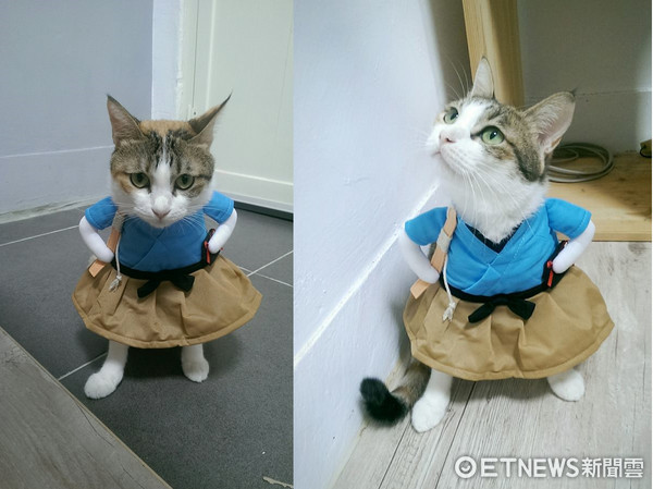 貓咪Uni被主人打扮成「浦島太郎」。（圖／網友黃志豪、何語嫣提供。）