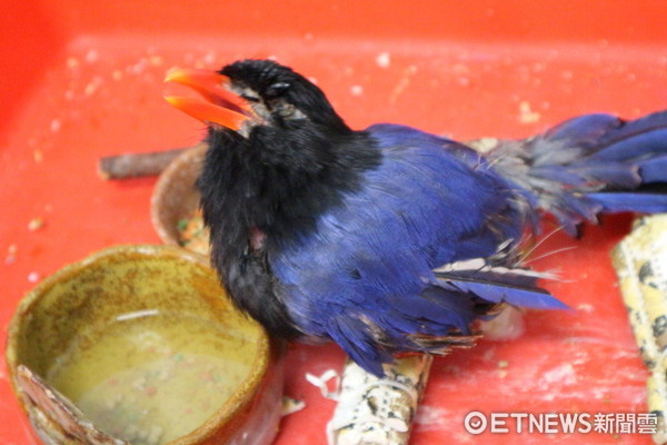 ▲▼台北野鳥救傷中心,藍鵲,受傷鳥類。（圖／記者戴榕萱攝）