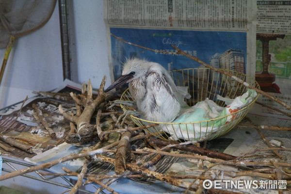 ▲▼台北野鳥救傷中心,白鷺寶寶。（圖／記者戴榕萱攝）