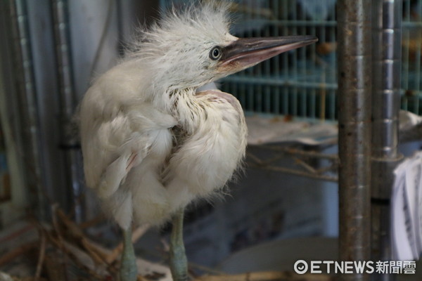 ▲▼台北野鳥救傷中心,白鷺寶寶。（圖／記者戴榕萱攝）