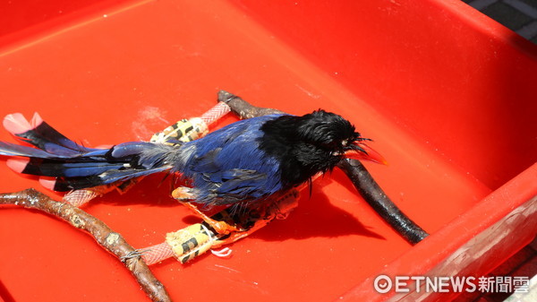 ▲▼台北野鳥救傷中心,台灣藍鵲,藍鵲洗澡。（圖／記者戴榕萱攝）