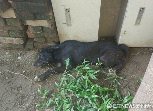 ▲台南寂寞梗犬疑遭棄...　把「小髒球」當家人陪睡好幾天。（圖／網友張希熙授權提供）