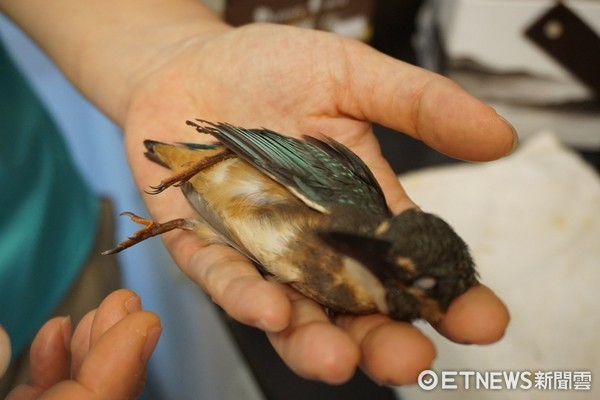 ▲台北野鳥救傷中心,台北鳥會,野鳥,鳥類,鳥,傷鳥。（圖／記者蔡紹堅攝）