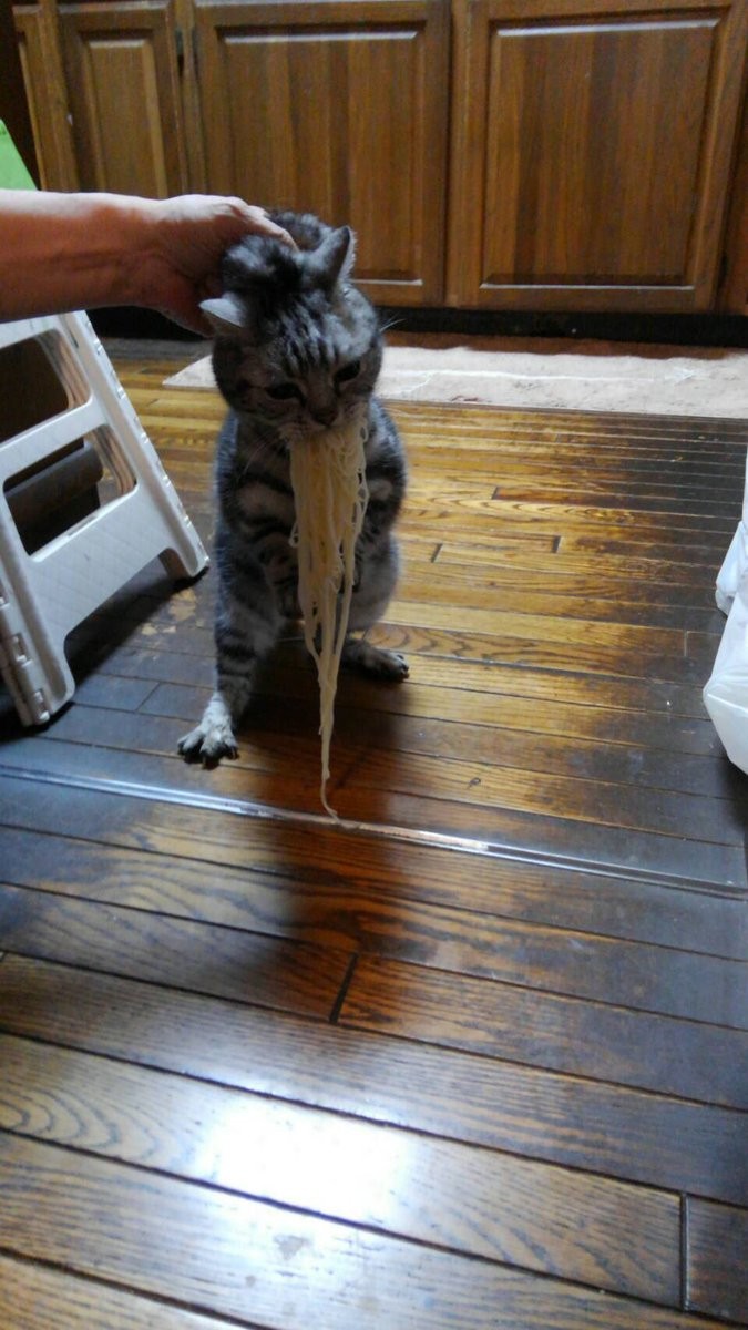 ▲▼網友發現貓咪偷吃義大利麵。（圖／翻攝自推特，BCAT_BGIRL）