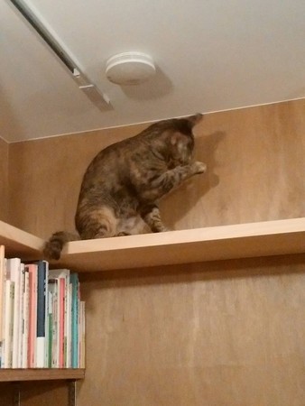 書架上突然有一隻貓！　日本東京貓書店　店員都是浪浪。（圖／翻攝自Cat´s Meow Books臉書）