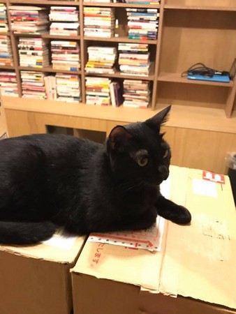 書架上突然有一隻貓！　日本東京貓書店　店員都是浪浪。（圖／翻攝自Cat´s Meow Books臉書）