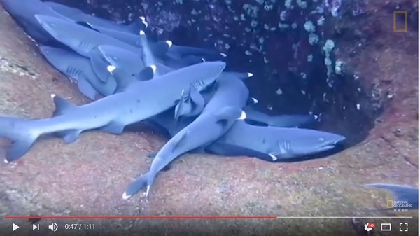 ▲身軀長長的鯊魚擠在一起睡覺，畫面有點衝突卻很可愛。（圖／翻攝自Youtube）