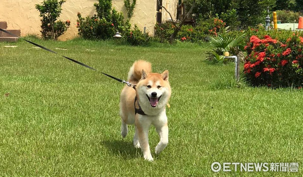 ▲柴犬遭棄養雙眼紅腫、毛雜亂　用愛滋潤3個月變陽光帥哥。（圖／粉專「錢哥的四分之三日常」提供）