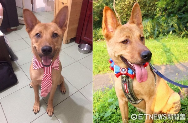 挨家挨戶抓門...流浪小黃只求個家　終等到一扇門為牠而開（圖／娜莎麻授權提供）