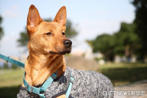 挨家挨戶抓門...流浪小黃只求個家　終等到一扇門為牠而開（圖／娜莎麻授權提供）