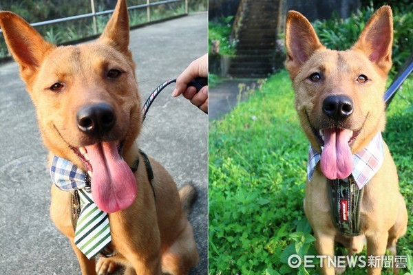 挨家挨戶抓門...流浪小黃只求個家　終等到一扇門為牠而開（圖／娜莎麻授權提供）