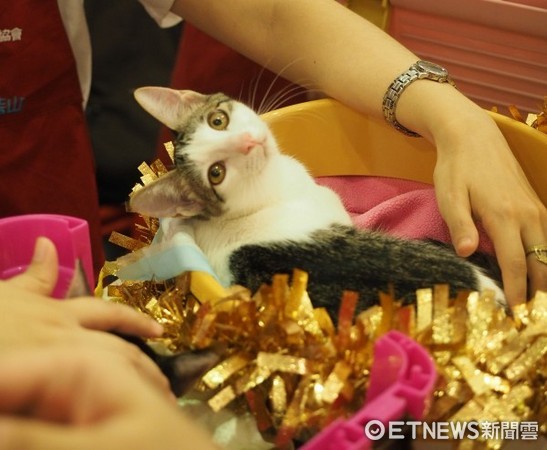 臺北市流浪貓保護協會提供