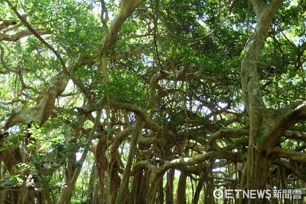 ▲恆春白榕園。（圖／記者于佳云攝）