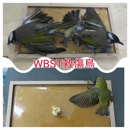 ▲台北野鳥,台北鳥會,野鳥,黏鼠板。（圖／台北鳥會救傷中心）