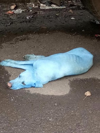▲▼印度孟買和水汙染，導致出現藍色狗。（圖／翻攝自Arati Chauhan臉書）