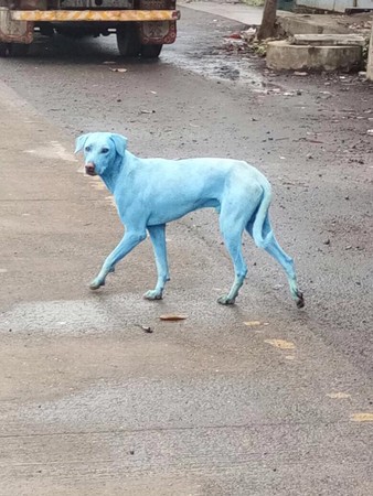 ▲▼印度孟買和水汙染，導致出現藍色狗。（圖／翻攝自Arati Chauhan臉書）