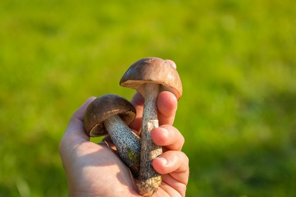 香菇,菇類,蕈類。（圖／取自librestock網站）