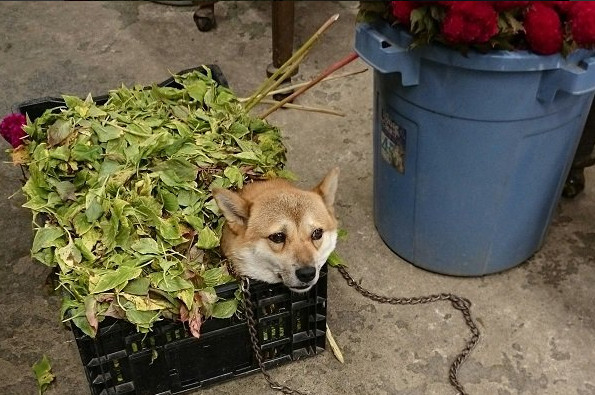 ▲忙著整理花材...柴犬睡在樹葉堆　網笑：這樣比較涼？（圖／翻攝自Twitter:takase_farm）