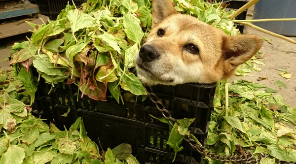 ▲忙著整理花材...柴犬睡在樹葉堆　網笑：這樣比較涼？（圖／翻攝自Twitter:takase_farm）
