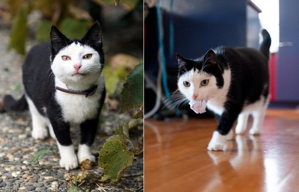 像披黑色斗篷！小貓因外貌和缺陷遭棄　幸運找到第2個家（圖／翻攝自The Adventures of Wingshing粉絲專頁）