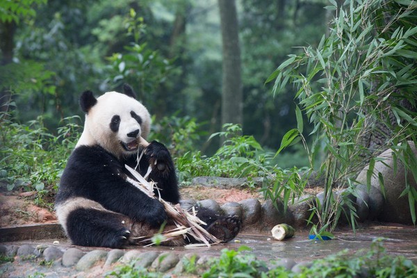 這隻大熊貓叫汪佳，離我們很近，一口一口嚼著竹筍的樣子真是看多久都不會膩。