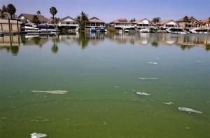 東灣兩個湖泊接觸藍藻警報  重新開放游泳