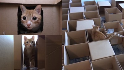 貓奴用紙箱打造「五十道陰影」　喵主人玩到天昏地暗啦