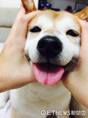 ▲10歲「豬柴」懶得接球&hellip;　寧願先閉眼睛「等著被砸臉」。（圖／網友Bevin Chen提供）