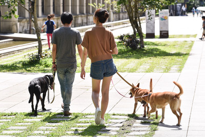 心絲蟲可在狗狗體內活7年　慈愛獸醫：會咳嗽暈厥心衰竭