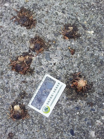小小的奧蟹橫屍路上的畫面令人心疼，環島公路儼然變成當地動物的最後一哩路。