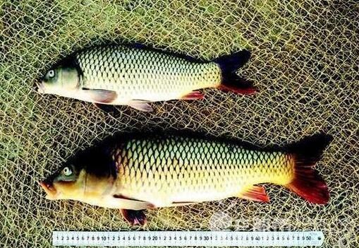 中國稱稱比美早3年研發轉基因魚冠鯉成長速度快一倍 Ettoday大陸新聞 Ettoday新聞雲