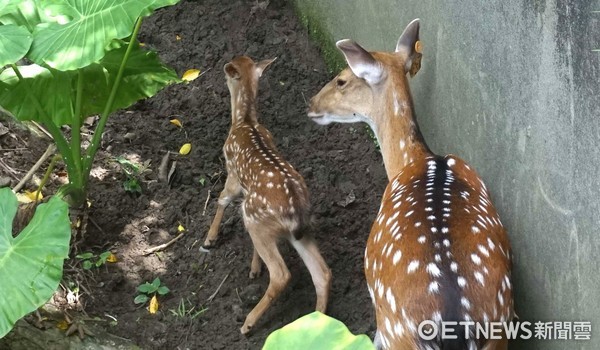 ▲梅花鹿寶寶梅尼莎，1歲梅冠、2歲斑比。（圖／台北市立動物園提供）