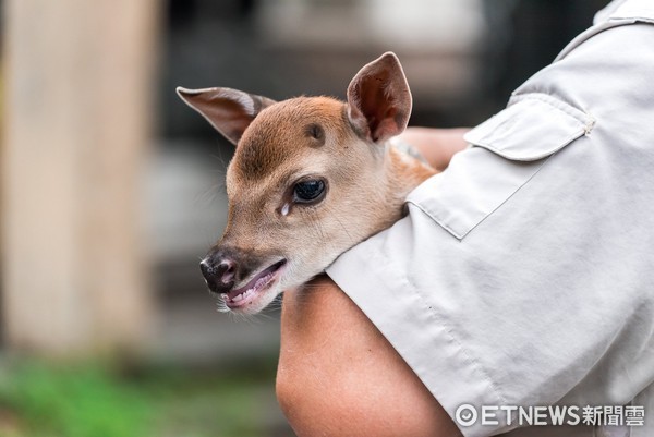 ▲梅花鹿寶寶梅尼莎，1歲梅冠、2歲斑比。（圖／台北市立動物園提供）