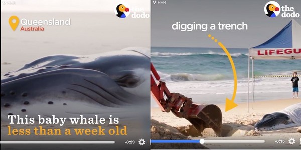 ▲▼澳洲昆士蘭沙灘擱淺座頭鯨　出動挖土機「救援成功」。（圖／取自臉書粉絲專頁「Dodo Impact」）