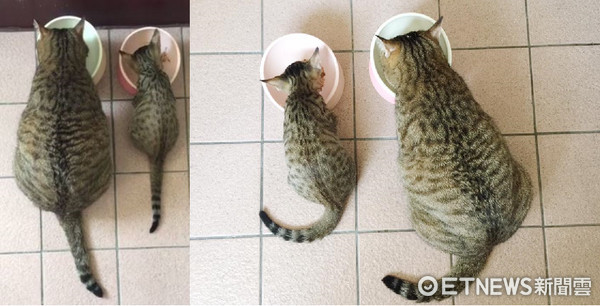 胖爺爺和小寶，兩隻貓一大一小的吃飯背影～畫面超溫馨！（圖／網友Gia Lin提供，下同。）