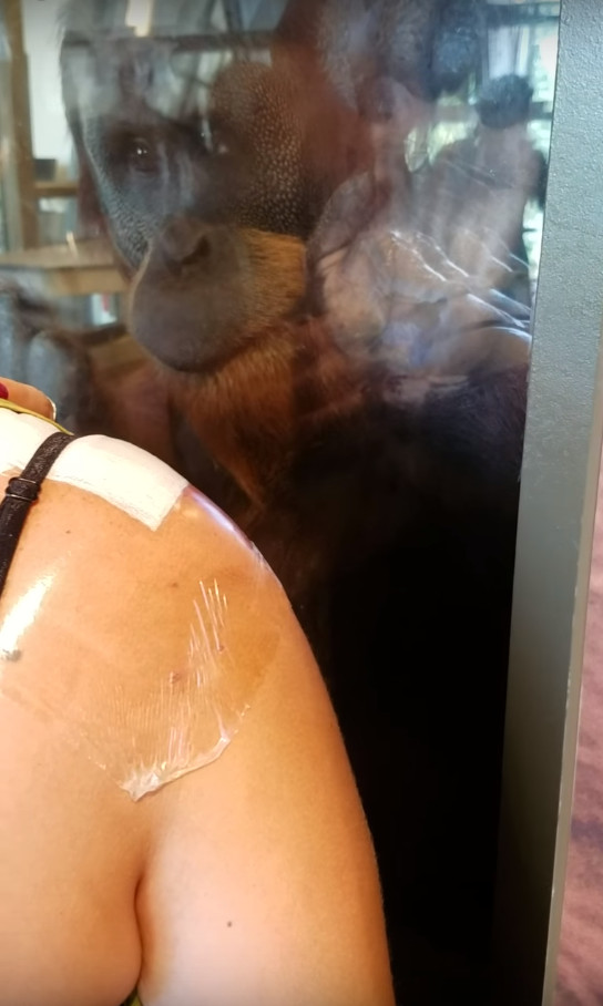 「再近一點我看看」紅毛猩猩直盯遊客傷疤，溫暖眼神治癒人心（圖／翻攝自YouTube）