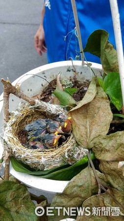 綠繡眼雛鳥掉出鳥巢。（圖／新北市動保處提供）