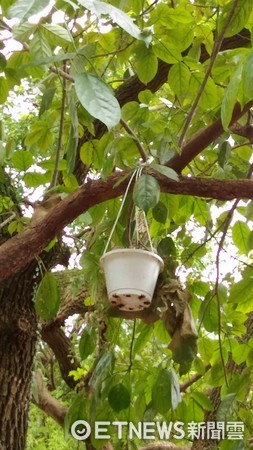 綠繡眼雛鳥掉出鳥巢。（圖／新北市動保處提供）