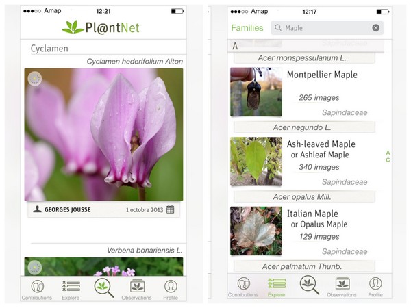 ▲喀擦！最新手機植物APP　一秒拍出花草實際名稱。（圖／翻攝自plantnet官網、官方app）