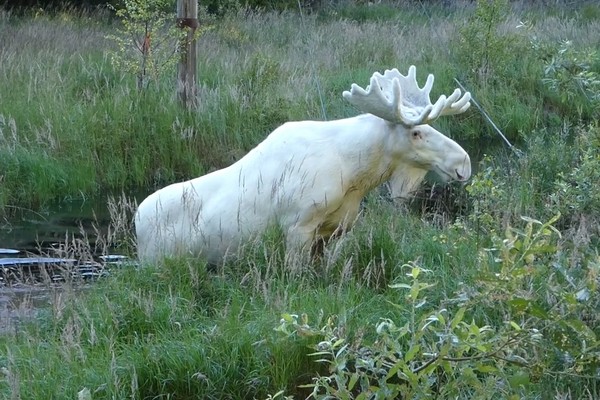 ▲▼瑞典出現全白的麋鹿，模樣超奇幻。（圖／翻攝自臉書P4 Värmland Sveriges Radio）
