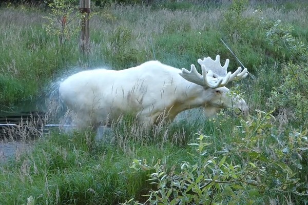 ▲▼瑞典出現全白的麋鹿，模樣超奇幻。（圖／翻攝自臉書P4 Värmland Sveriges Radio）